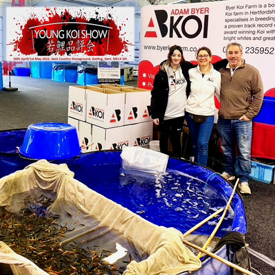 All England Young Koi Show 2022, It's a wrap!