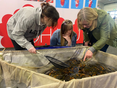 All England Young Koi Show 2022, Saturday at the show ground
