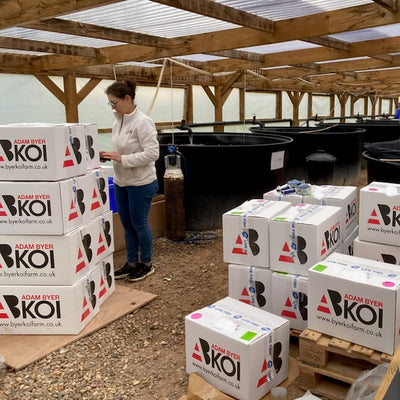 Early success for our new online koi shop