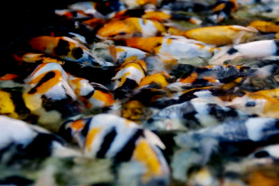 New koi for sale - coming April