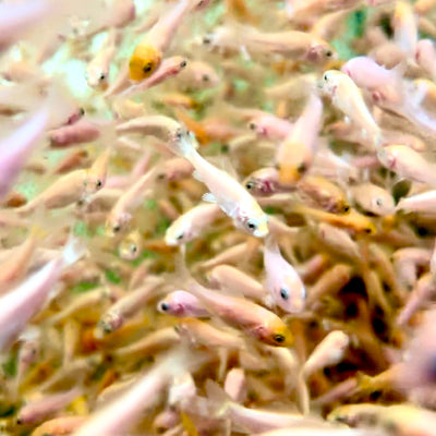 2025 Koi Fry Production Update: What to Expect