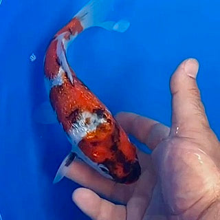 Rare Koi for Sale Online: Doitsu Goshiki, Tancho Sanke, Ginrin Showa & More This Week