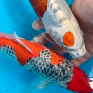 Nisai Koi Harvest 2025 at Byer Koi Farm – Goshiki, Kumonryu, Ochiba & More