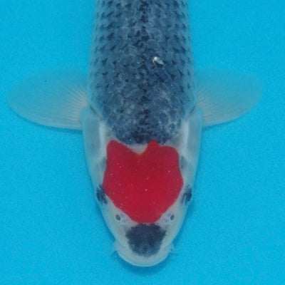 More Kawakami Jumbo Tosai Goshiki and Tancho Goshiki: Added to tonights online koi release