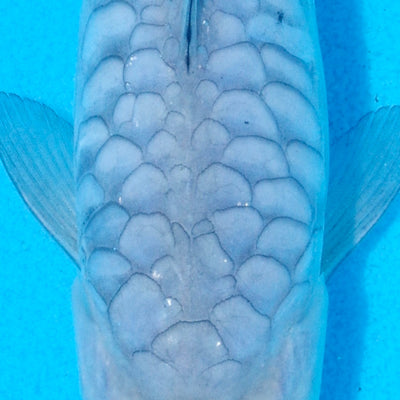 More Koi Added To Tonight's Online Koi Release