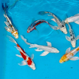 New Koi Release This Week – Large Tosai Butterfly & Hi Utsuri!