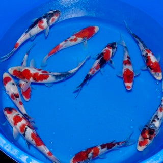 27 Sekiguchi Showa Added To Tonight's Online Koi Release