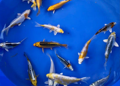 Some of the new varieties coming through at Byer Koi Farm for 2021 are ....