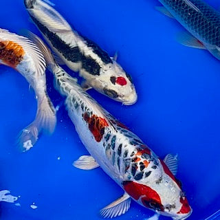 Online koi release tonight (Monday 8th April) at 8pm