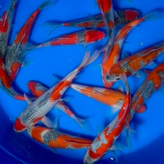 Open This Weekend – Come See Our Stunning New Koi!