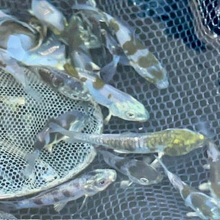 A week in the life of a koi farmer (wc 24_6_24)
