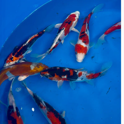 Even More Special Deals This Bank Holiday Weekend at Byer Koi Farm