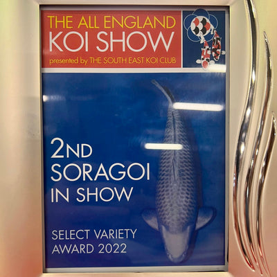 Major koi show awards for Adam Byer Koi Farm in Autumn 2022