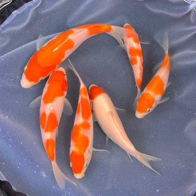 New Kohaku's 2022 from our Rosie line