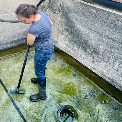 A week in the life of a koi farmer (wc 8_7_24)