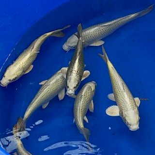 Online Release 9pm Friday 19th July, 14 Top Picks From Our Mukashi Ogon Tosai Harvest: Bred Off 'Opaline' Female Parent