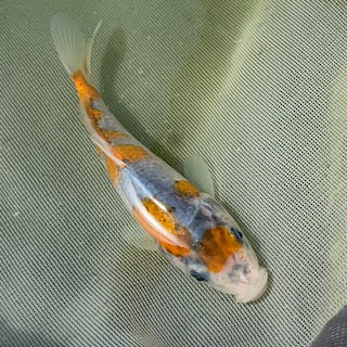 A week in the life of a koi farmer (wc 5_8_24)