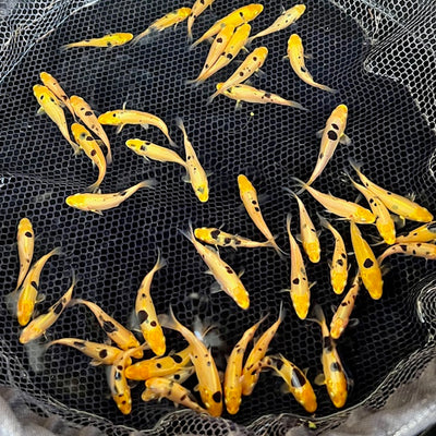 Autumn Koi Farm Update: Final Harvests, Premium Tosai Selections, and More