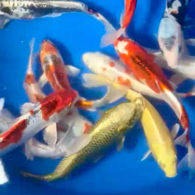 Koi Shop Koi Mixes Discounted This Weekend