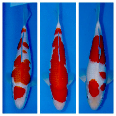 New koi available from 27th December