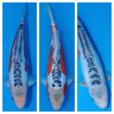 New koi added to Nisai sales page