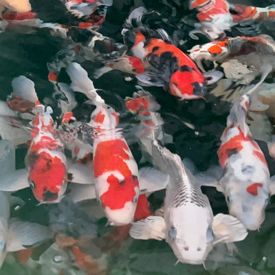 The koi in our sales room don't seem to know it's winter!
