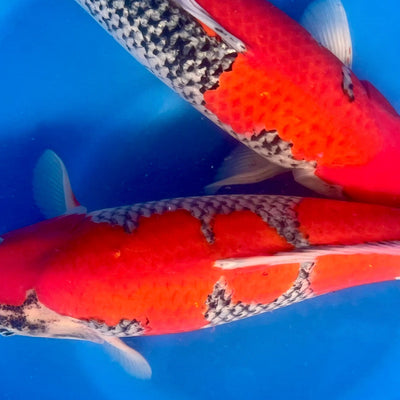 Day 2 - Japan Trip November 1025