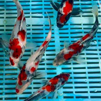 Showcasing the beauty of Showa Koi: Sumi Development from August 2023 to January 2024 in Pictures