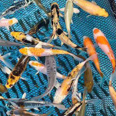 2024 Small Koi Mixes: The First Releases Are Now Available