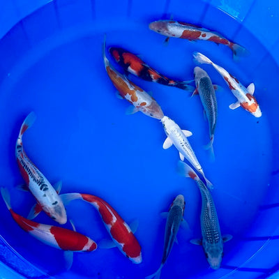 New koi onto the website this week