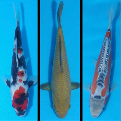 Choice picks from Individual Koi For Sale (23/4/22)