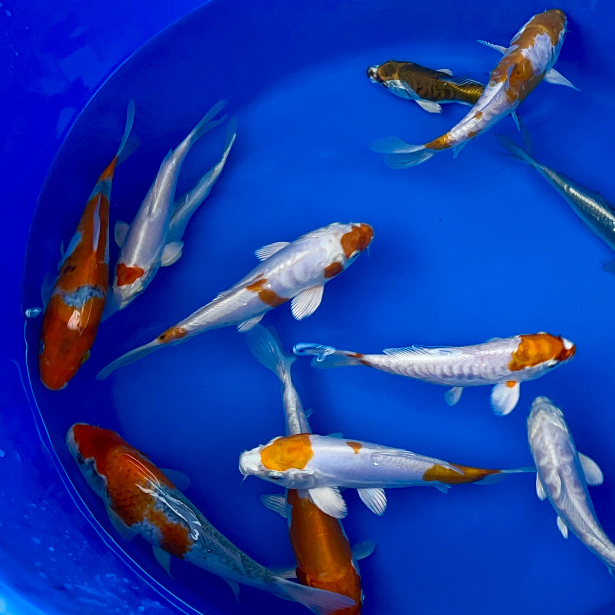 New Season Small Koi Mixes Now Available! Discover Our 5-6 inch and 6 ...