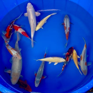 A new batch of koi now available on the website including Yamabuki tosai from our new line