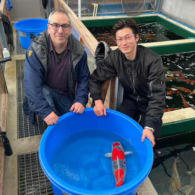 Expanding Our Capabilities: Byer Koi Farm's Successful Trip to Niigata, Japan to Double Our Brood Stock and Expand Our Range of Varieties