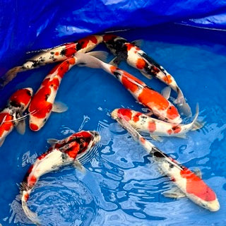 This Week’s Online Event: Discount on Selected Nisai Koi!