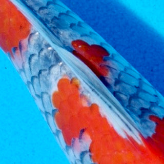 Top 15 Nisai Koi Picks from Byer Koi Farm’s 12th September 2025 Release