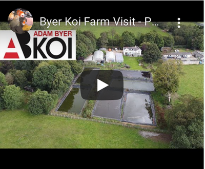 vblogger visit from Andy Daily of the Koi Diaries youtube channel