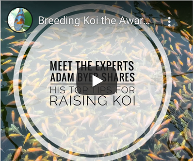 A visit from blogger, 'Koi In The UK'