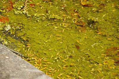 Koi Fry In Production!