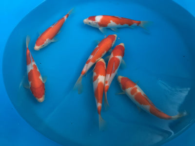Out now... Part 2 of vblogger Andy Daily's series about Byer Koi Farm