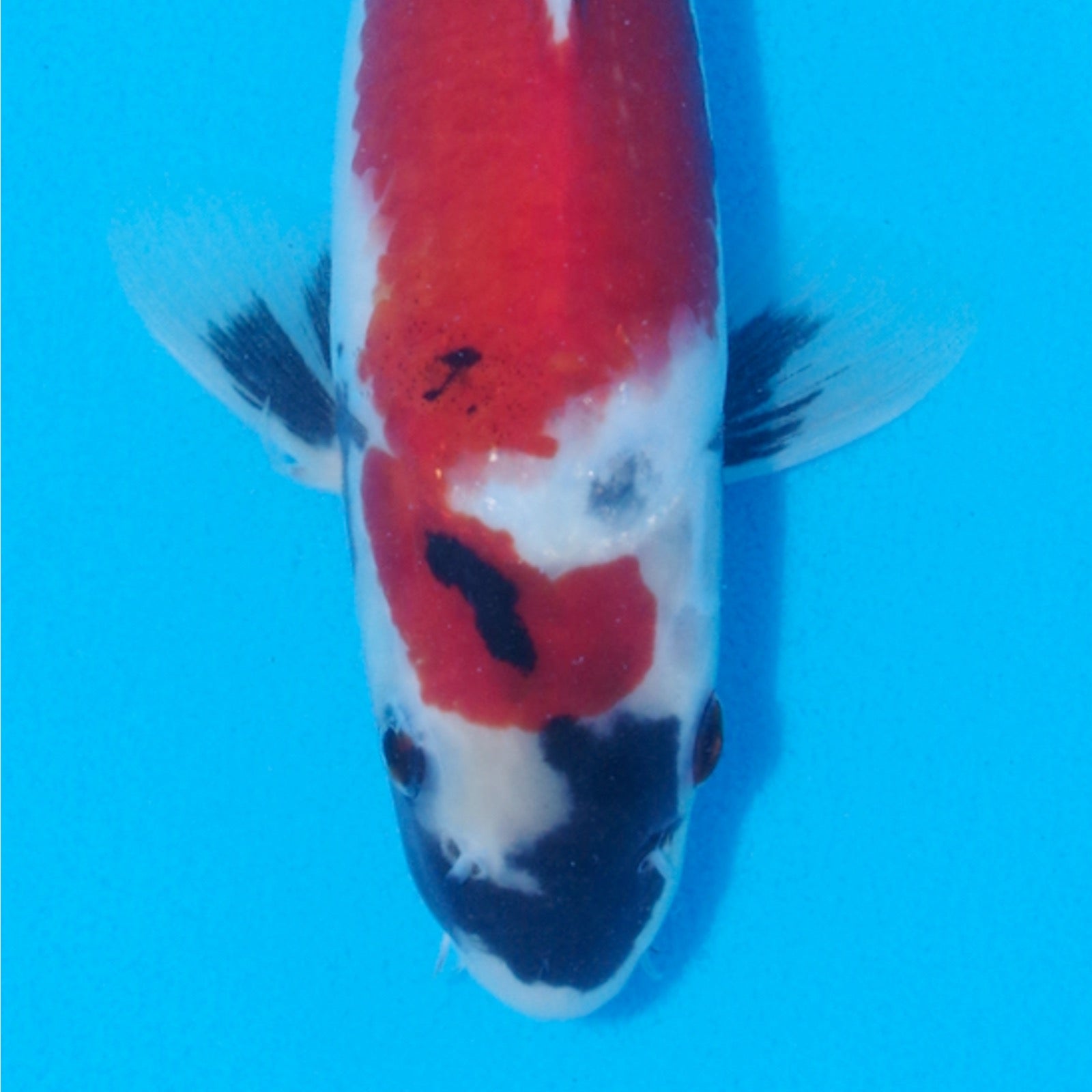 Top picks from the Marudo nisai launched today – Byer Koi Farm