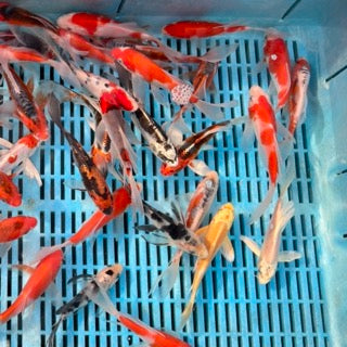 Suda Butterfly Koi Join Our Japanese Tosai in the Koi Shop – Byer Koi Farm