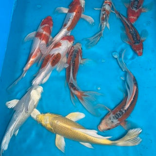New Release: Yamasan Koi Farm Butterfly Nisai Now Available
