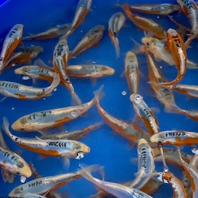 Red, white and blue..  'go faster stripes' coming to Byer Koi Farm this spring.  Shusui!