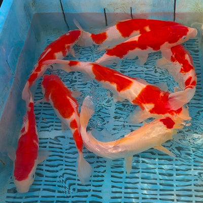 Bank Holiday Koi Event – 33% Off Selected Japanese Nisai!