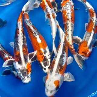 Beni Kikokuryu Koi – Complete Guide with This Friday’s Online Koi Release Preview