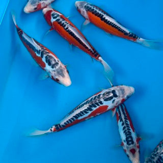 Byer Koi Farm 2025 Nisai Harvest – Shusui, Ki Utsuri, Mango Karashigoi & Shinoda Hi Utsuri For Sale