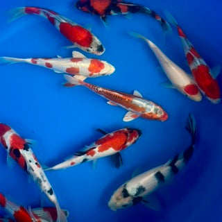 Preview Videos For This Friday’s Online Release of Koi
