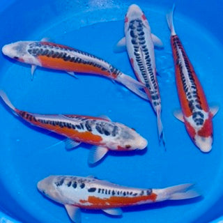 Top Picks from This Week’s Online Release - Shusui, Ki Utsuri and Hi Utsuri