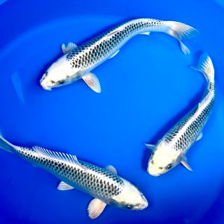 Byer Koi Farm 2025 Nisai Harvest – Sanke, Kujaku, Gin Matsuba, Kohaku For Sale